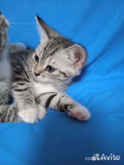 Отдам даром бесплатно