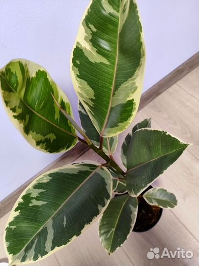 Фикус эластика тинеке