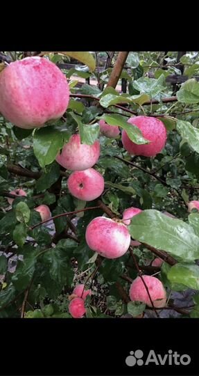 Яблоня, груша, вишня, черешня и тд