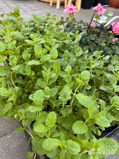 Орегано. Мята спиккато мороккан