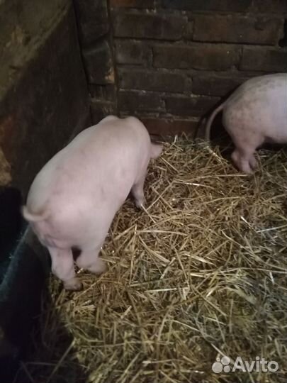 Продам поросят