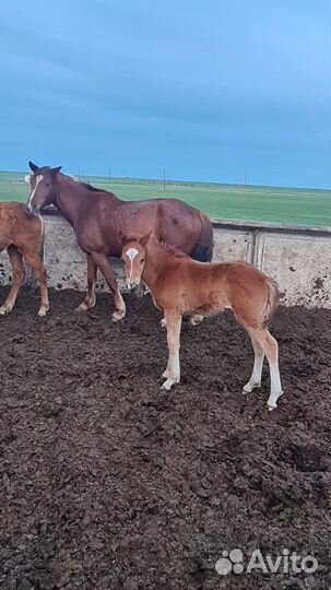 Лошадь с жеребенком