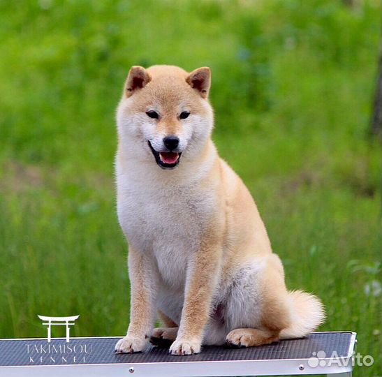 Красивый улыбчивый мальчик сиба ину