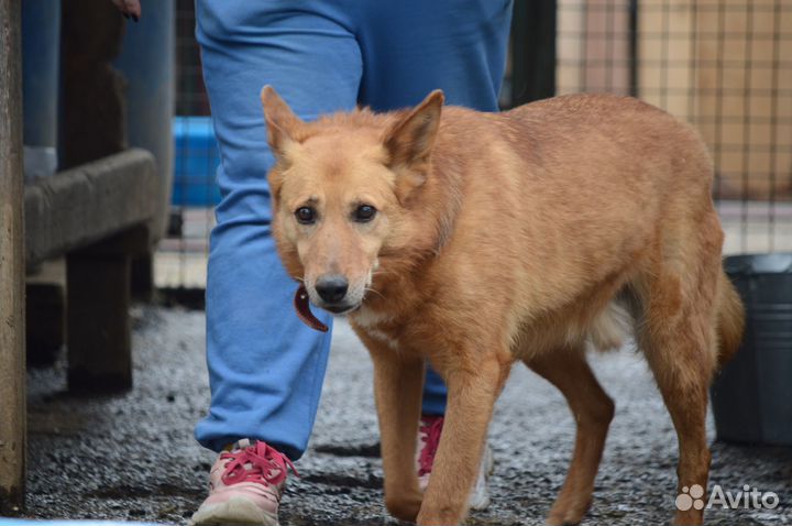 Собака Джек из приюта хочет домой