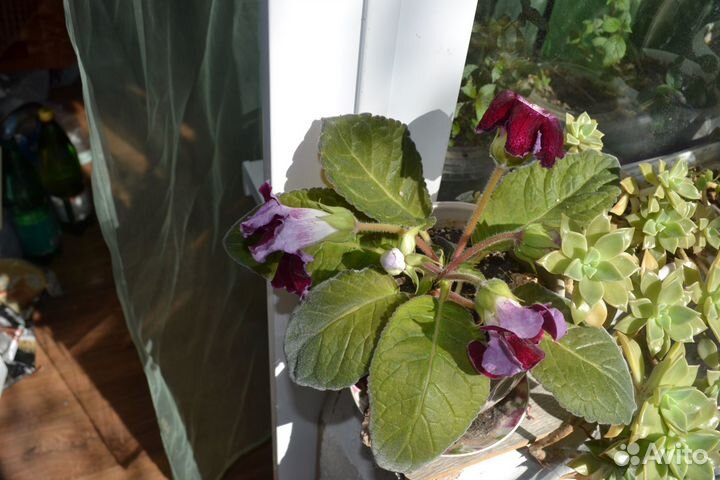 Эсхинантус Жар-птица, мини синнигия и др