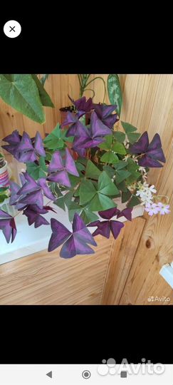 Оксалис кислица (зелёная)