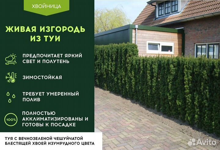 Туи Вип качества Смарагл,Брабант,Колумна 5 м