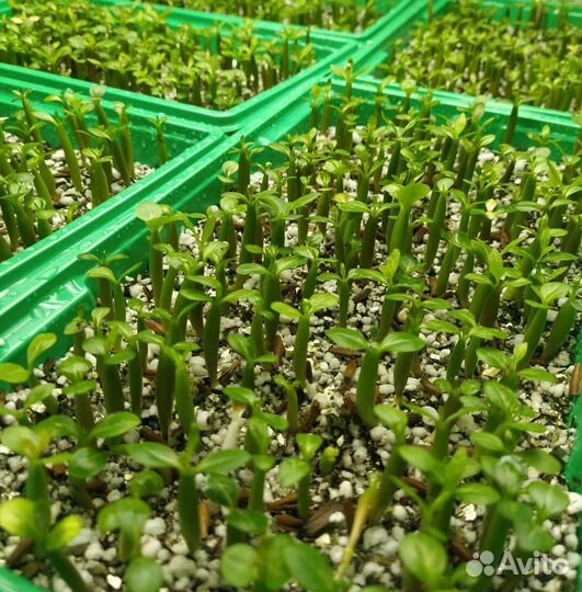 Адениум обессум, семена и саженцы