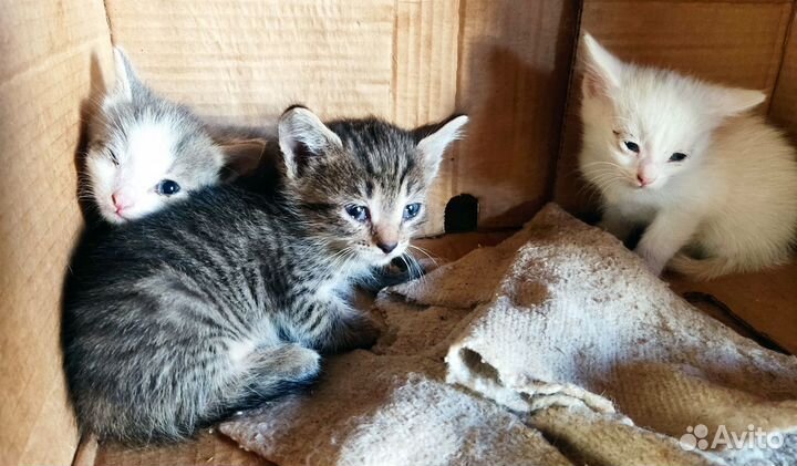 Котята в добрые руки