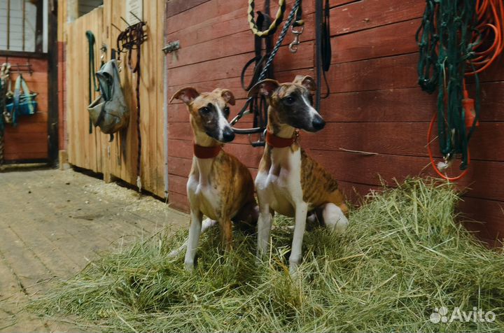 Щенки уиппета