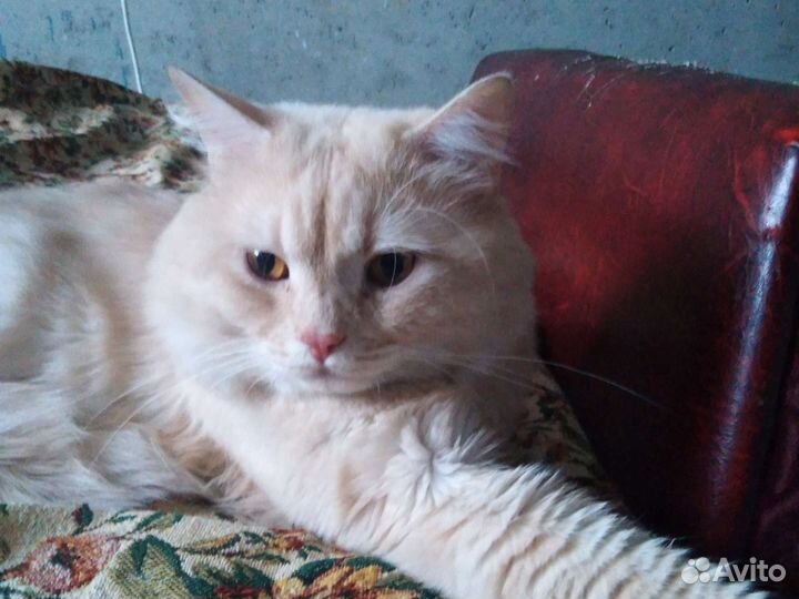 Кот бесплатно