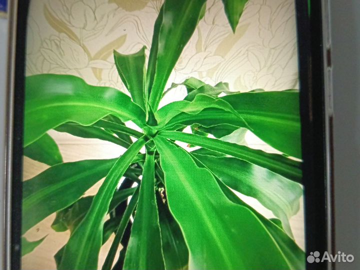 Драцена душистая (Фрагранс)