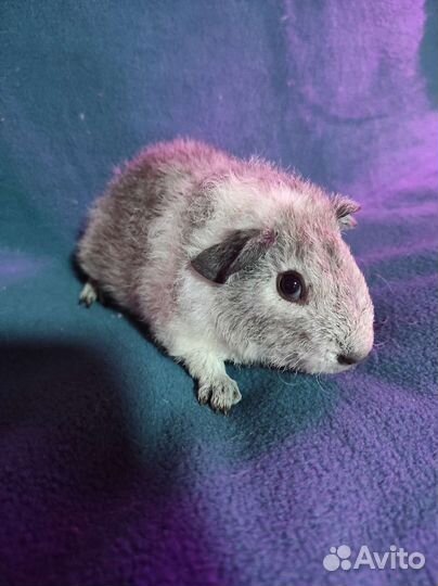 Морская свинка тедди