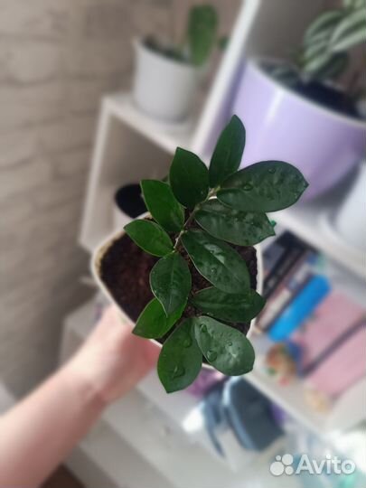 Замиокулькас