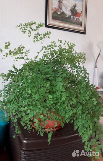 Папоротник Венерин волос