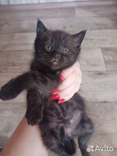 Котенок в добрые руки