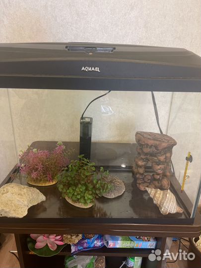 Аквариум Со всем содержимым что внутри