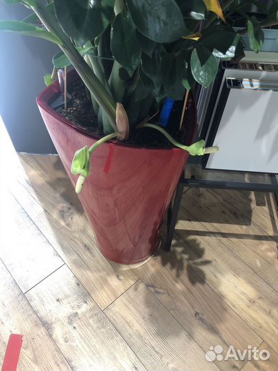 Замиокулькас