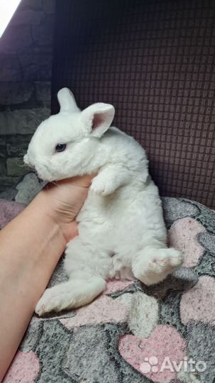 Крольчата карликовый рекс