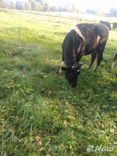 Продам : бык, тёлка и козы