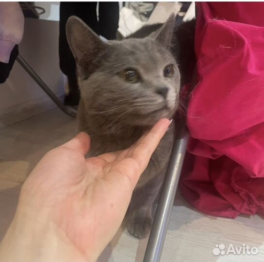 Нашли британского кота
