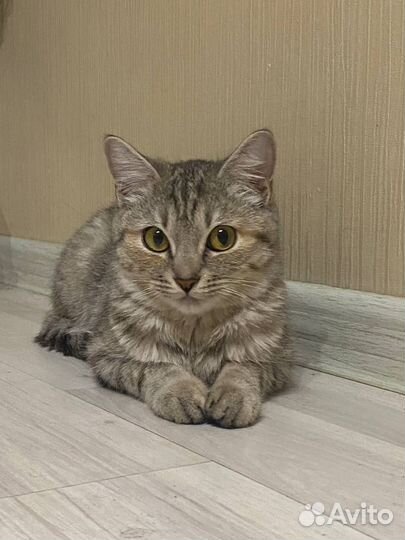 Отдам кошек