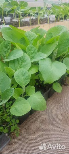 Рассада цветы и овощей собственного выращивания