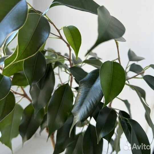 Фикус бенджамина