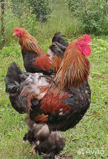 Брама петухи