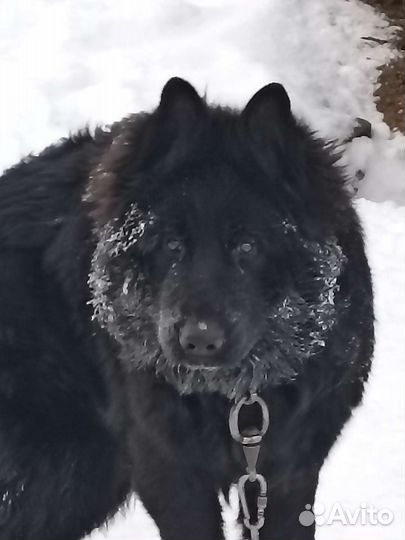 Немецкая овчарка черного окраса длинношёрстная