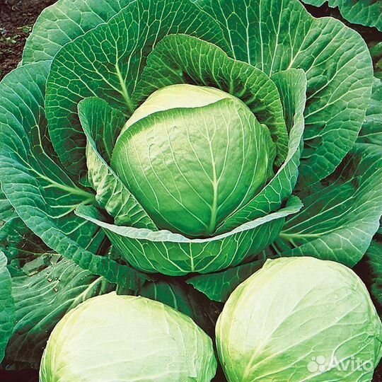 Семена Капусты Белокочанной
