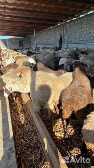 Овцы и Бычки