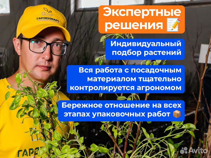 Малиновое дерево. Саженцы оптом