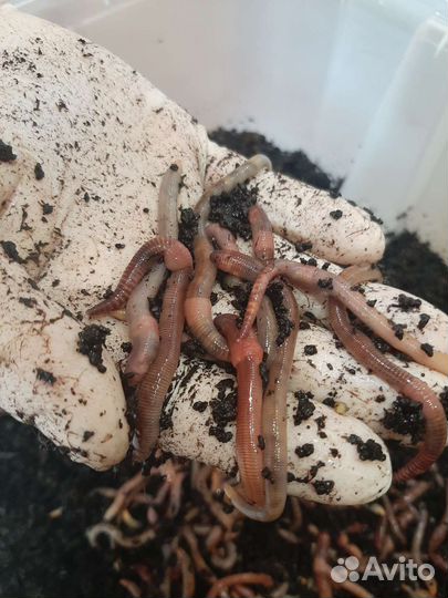 Червь Дендробена для рыбалки,биогумуса,компоста