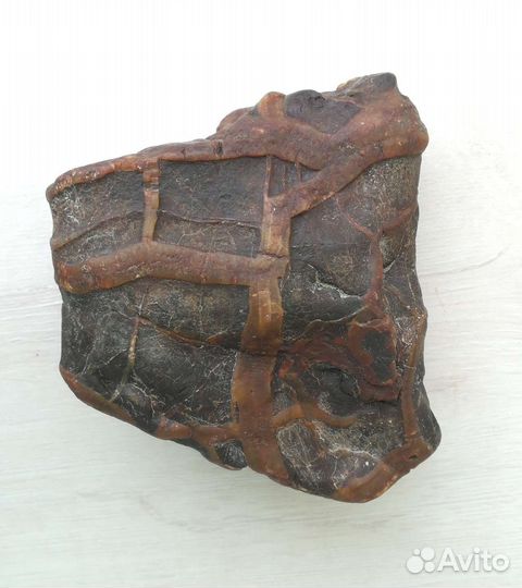 Волжский набор окаменелостей 37