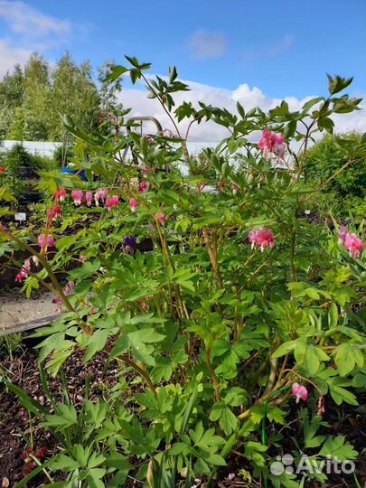 Дицентра красная