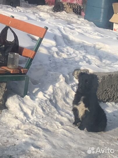 Щенок в добрые руки