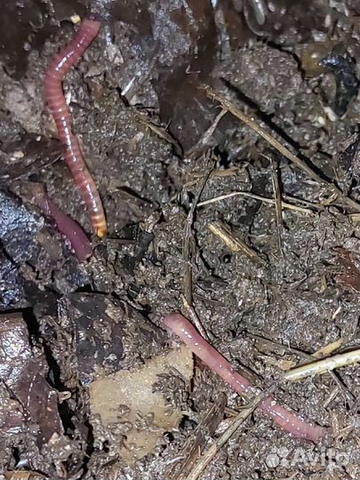 Черви для рыбалки