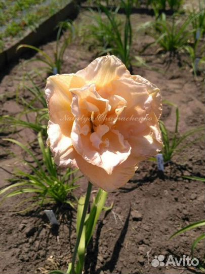 Набор лилейников