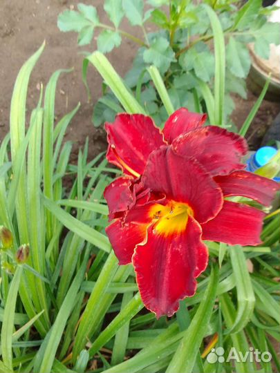 Красный махровый лилейник