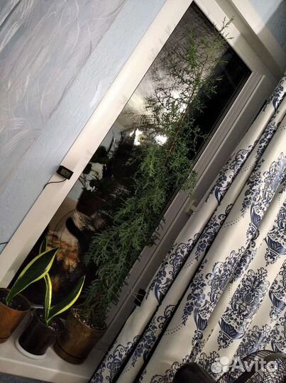 Кипарисовик