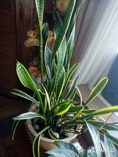 Монстера и другие комнатные цветы