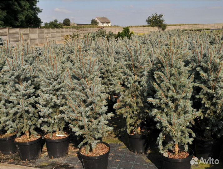 Ель в горшке