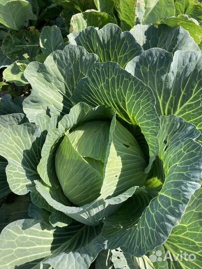 Капуста белокочанная Луховицы