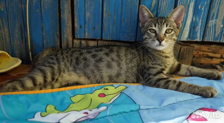 Ласковый котенок в добрые руки