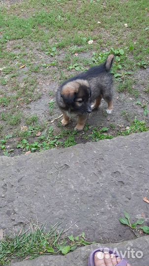 Продам щенка