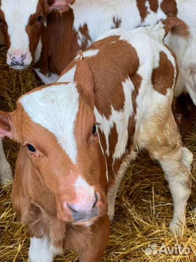 Телята доставка