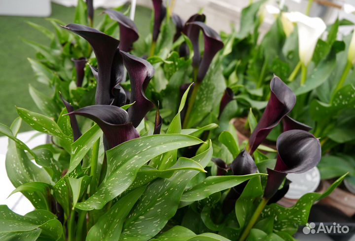 Каллы в ассортименте