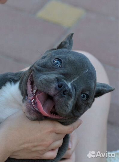 Американский булли покет крутая девочка