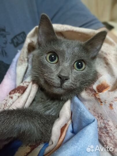 Серая кошечка 4 мес